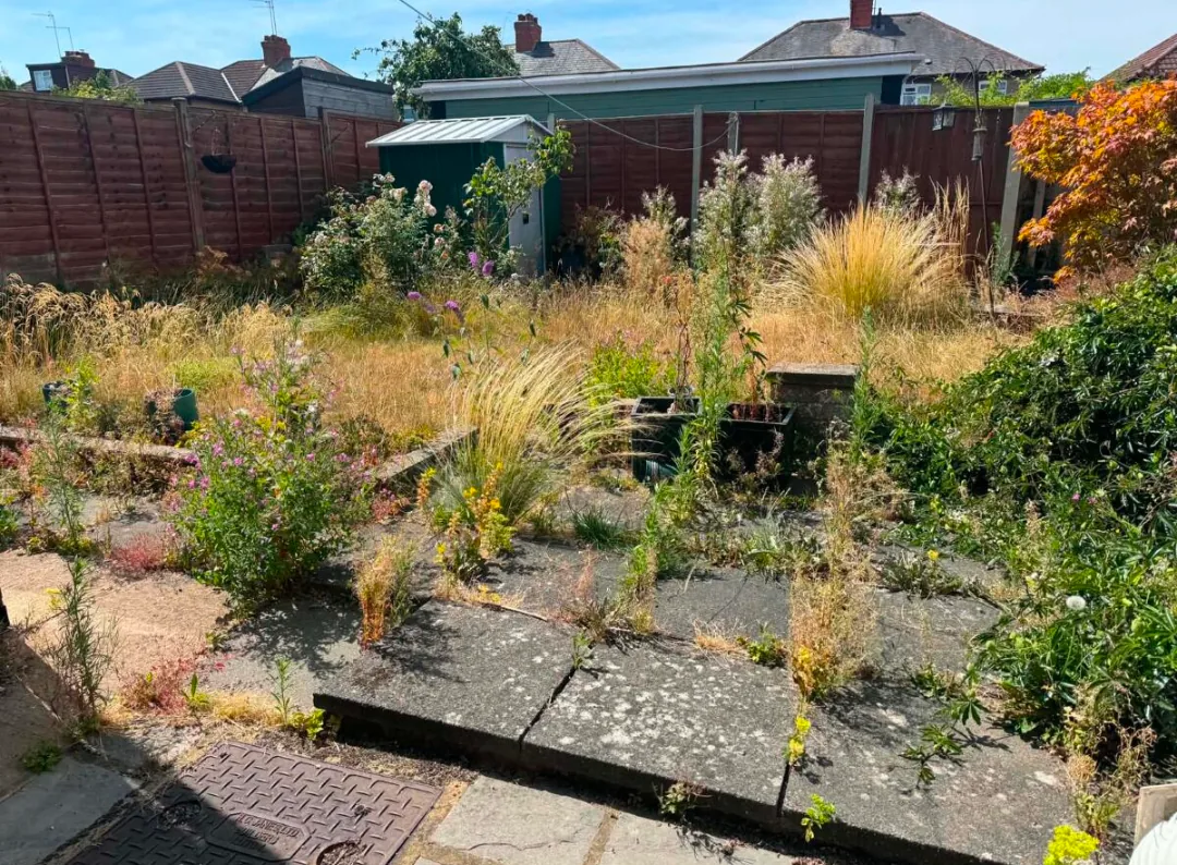 Overgrown garden before maintenance